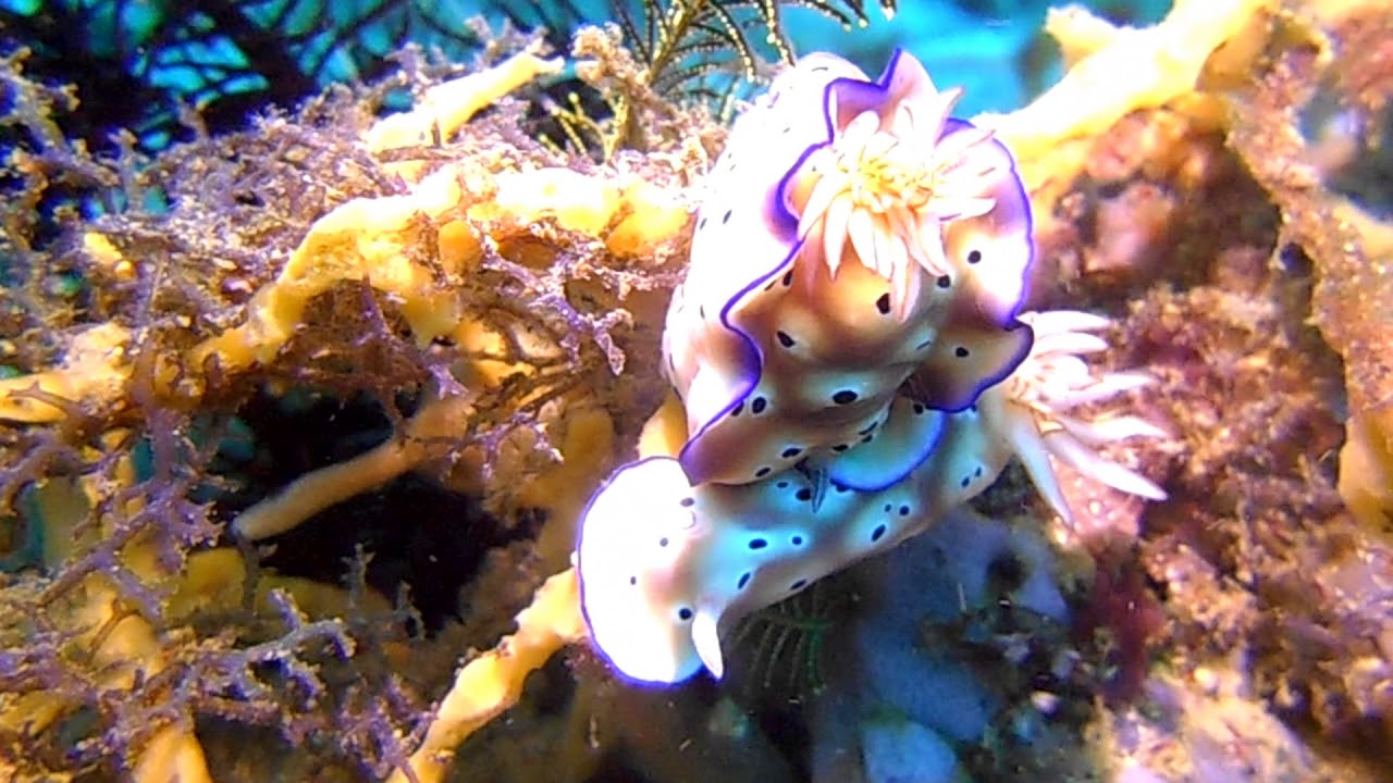 2018 Buceo Anilao Sandes