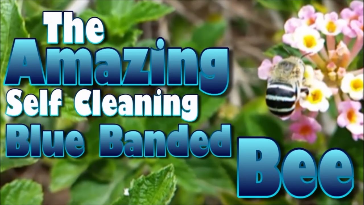 The Amazing Self Cleaning Blue Banded Bee