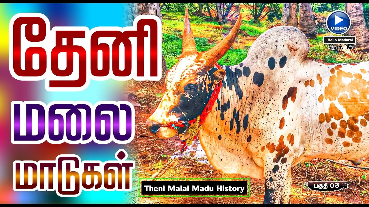 தேனி மலை மாடுகள் வரலாறு | Theni Malai Madu Histroy | Part 01| Hello Madurai | App | TV | FM | Web