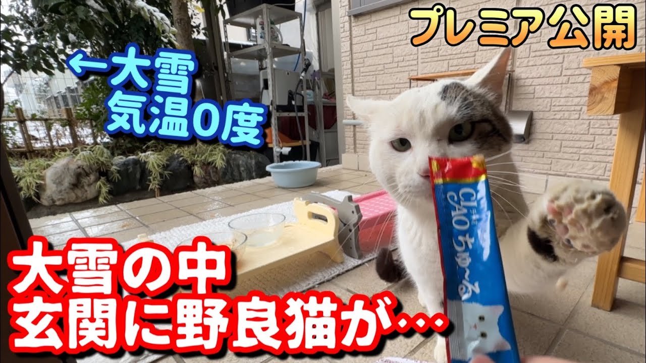 【大雪】獄寒の中お腹を空かせ凍える野良猫が玄関に…最高のおもてなしをしたらまさかのこうなりました！