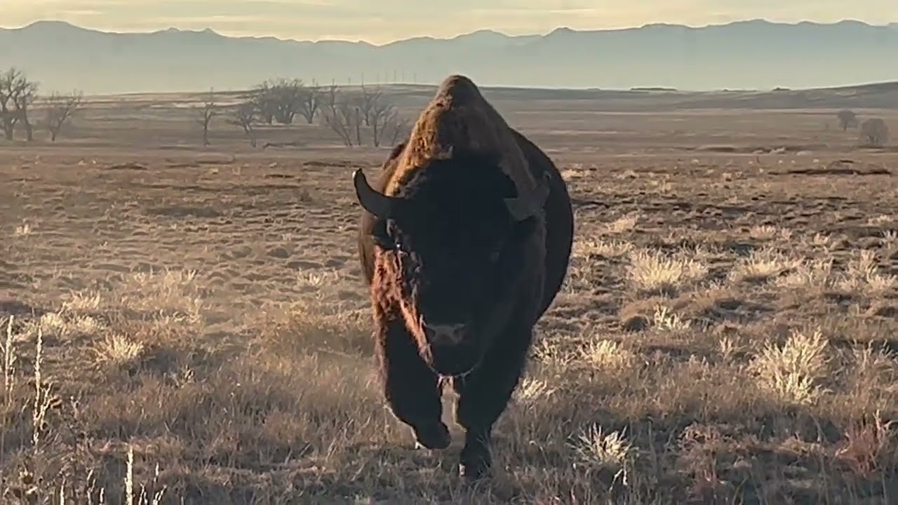 Rambunctious Bison at Rocky Mountain Arsenal National Wildlife Refuge 