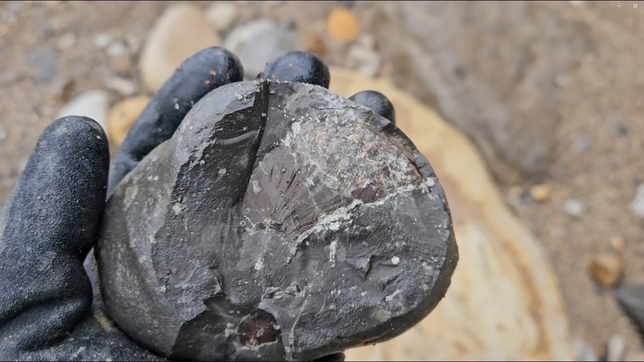 #whitby #fossilhunting 01/03/26 - 06/03/26