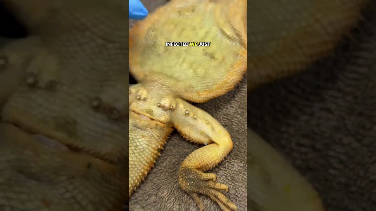 Bearded Dragon Femoral Pore Cleaning 🦎