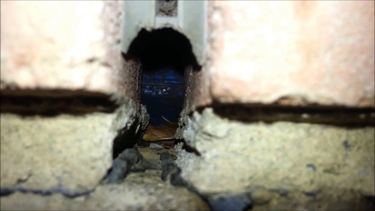 How Mice Enter Weep Vents