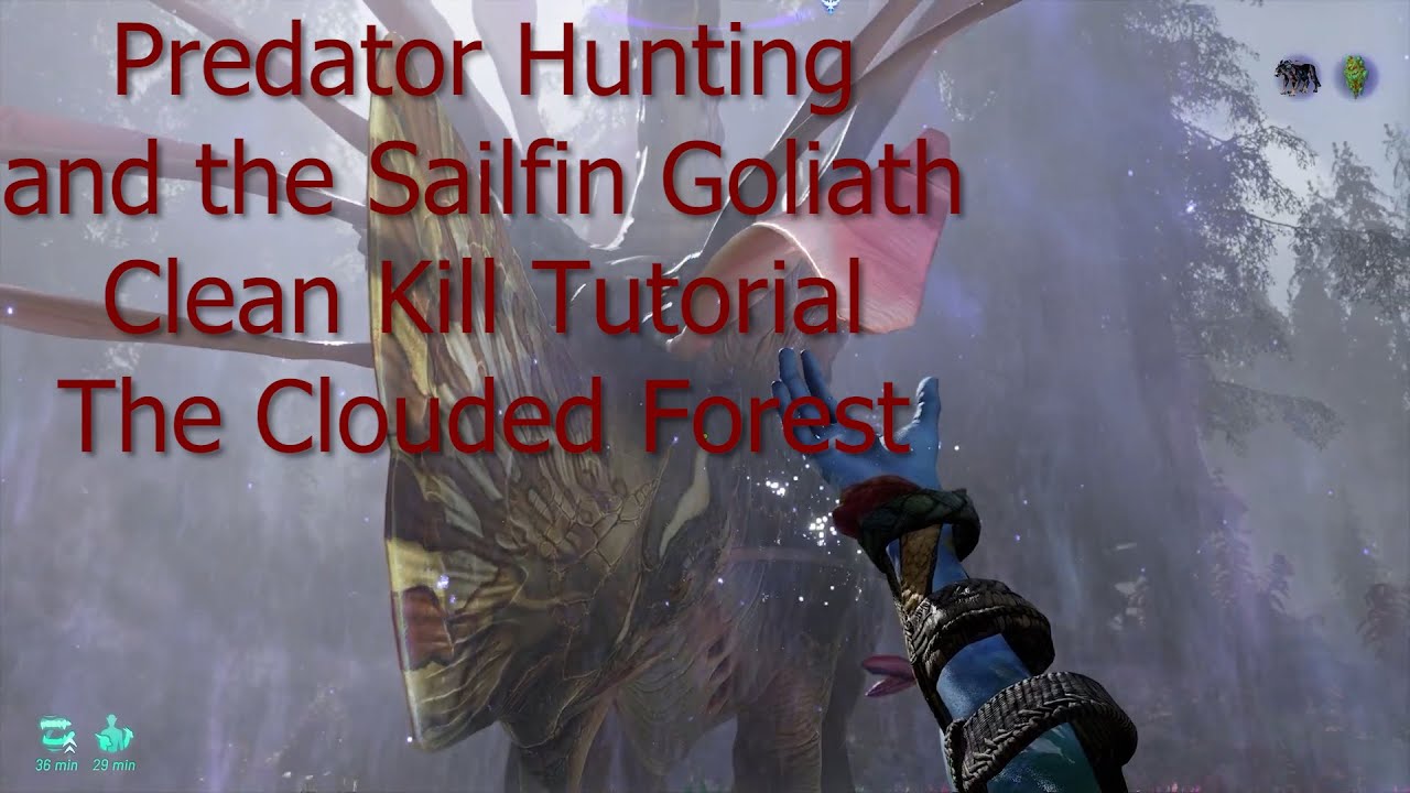 Predator hunting Clouded forest