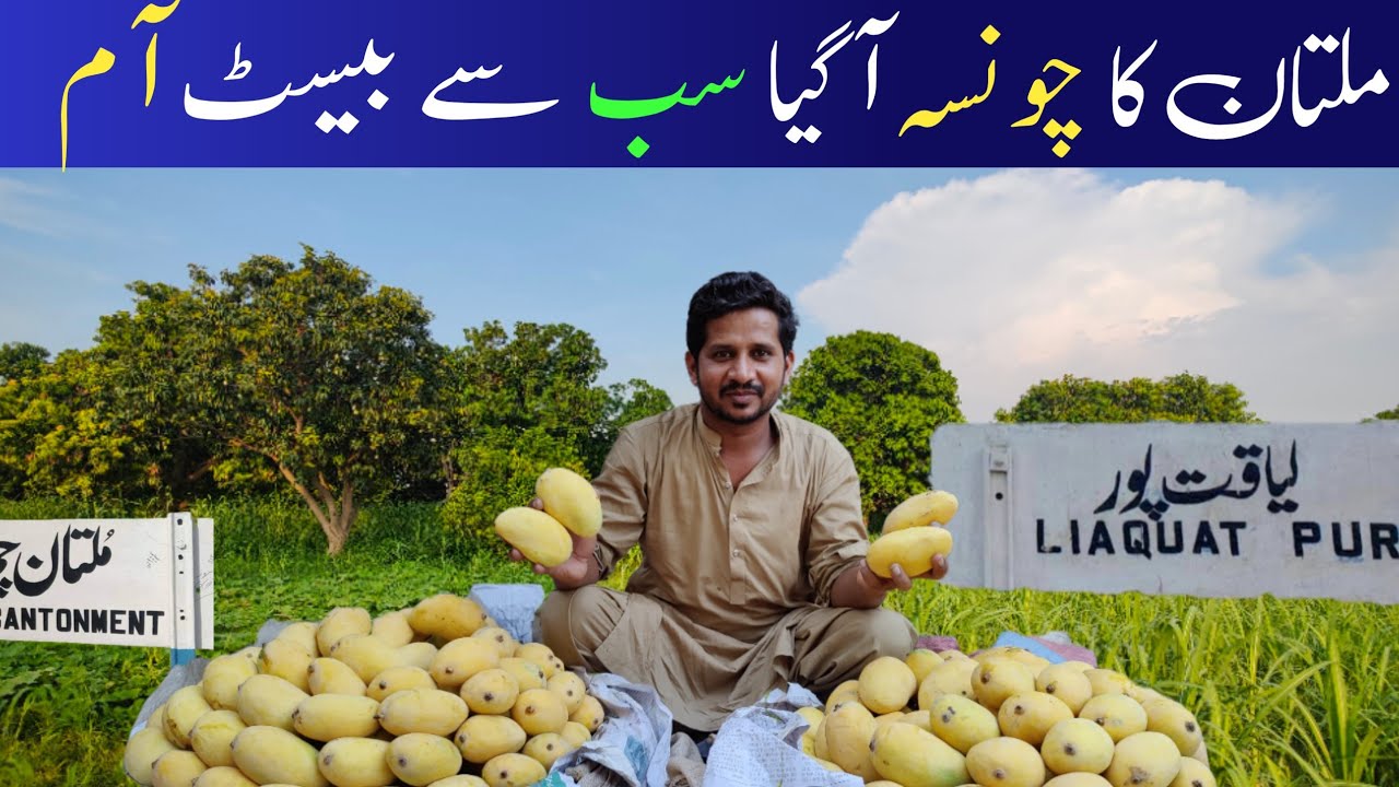Multan mangos | Mango Paradise | Khairpur Dates | Pakistan’s Sweetest Treasures | Liaquat pur