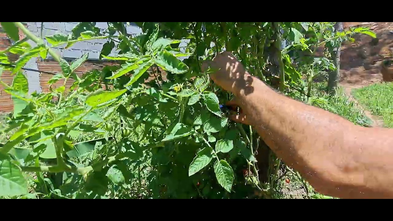 MANEJO no TOMATEIRO  🍅 🍅 🍅  