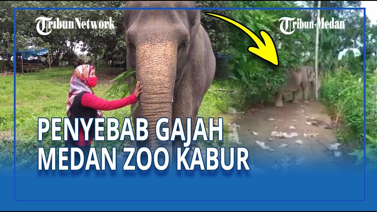 Dokter Medan Zoo Jelaskan Penyebab Gajah Kabur ke Ladang Jambu Warga