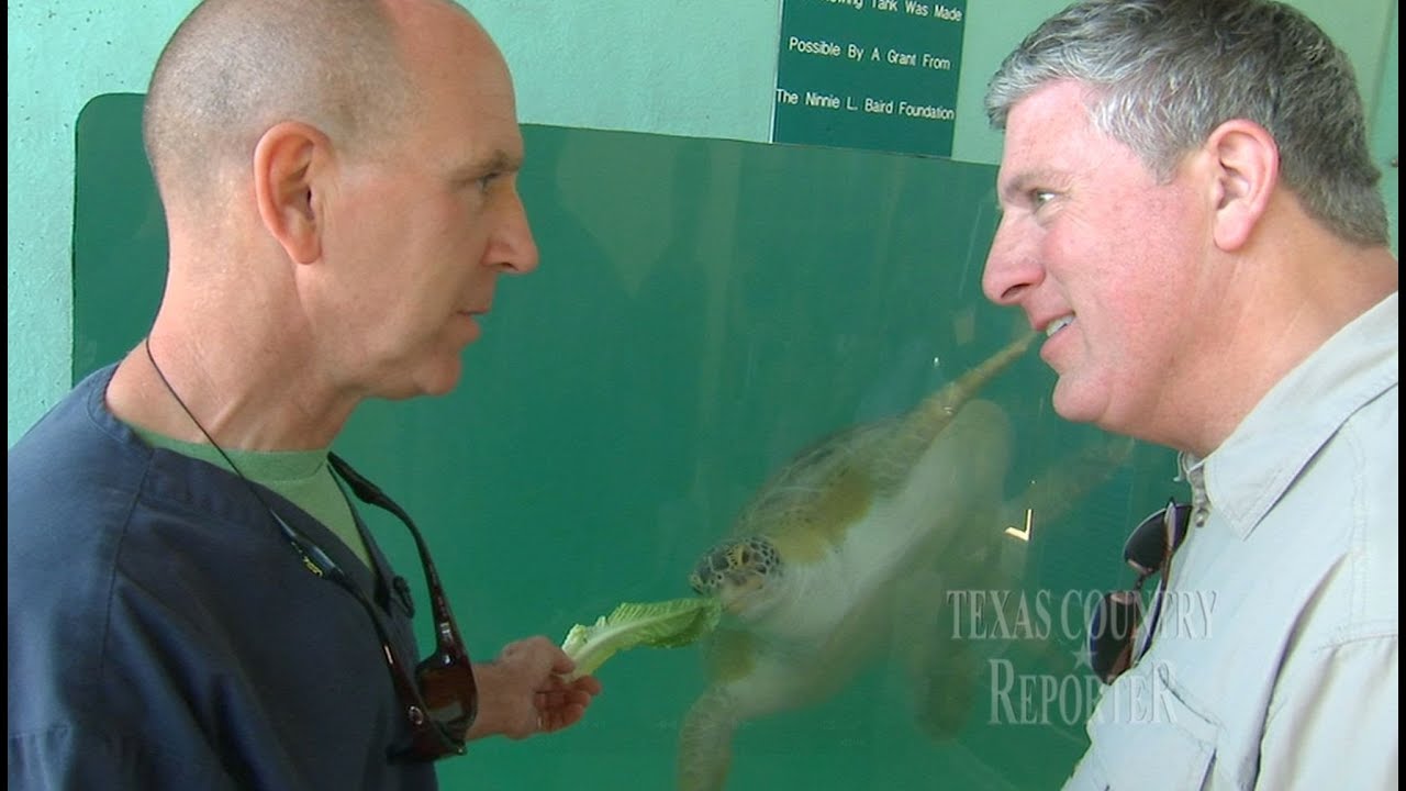 Sea Turtles (Texas Country Reporter)