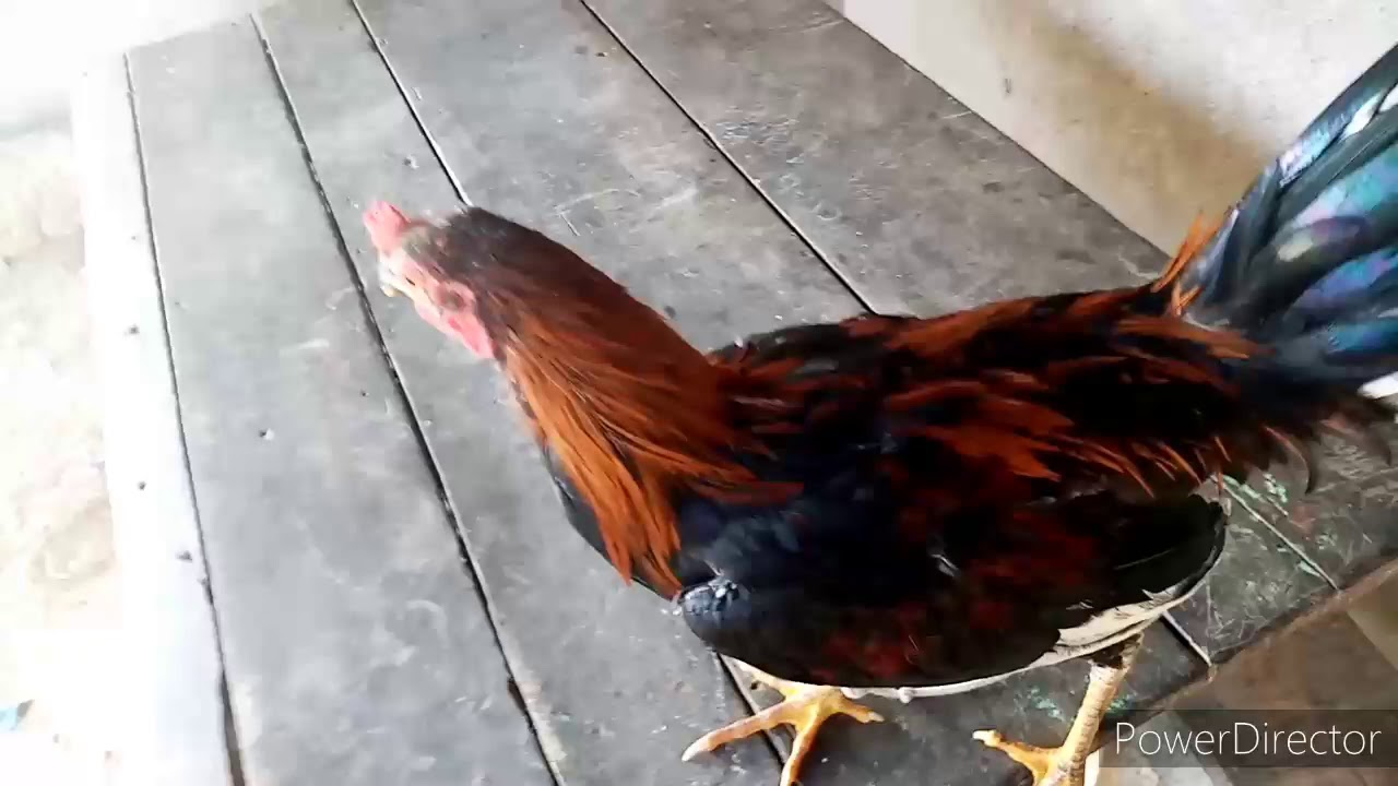 Como amansar aun gallo arisco