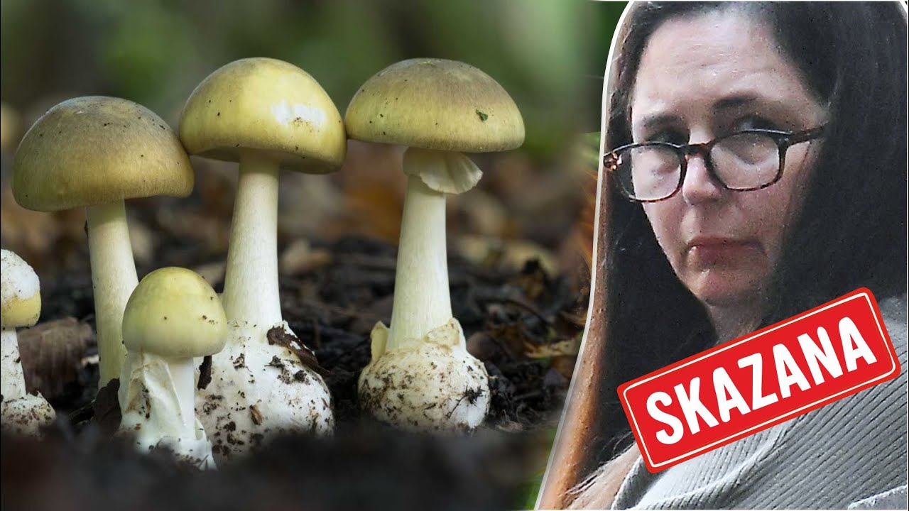 Jak Muchomor Sromotnikowy Stał się Narzędziem Zbrodni Doskonałej?