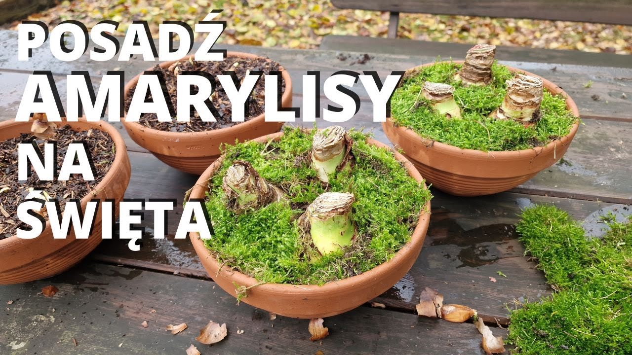 Jak posadzić amarylisy, by zakwitły na święta?