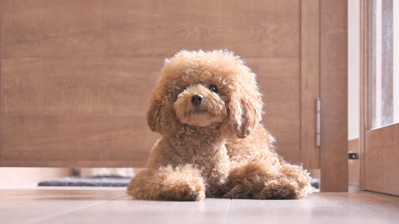 У него очень симпатичный бомж! (Toy Poodle Grooming)