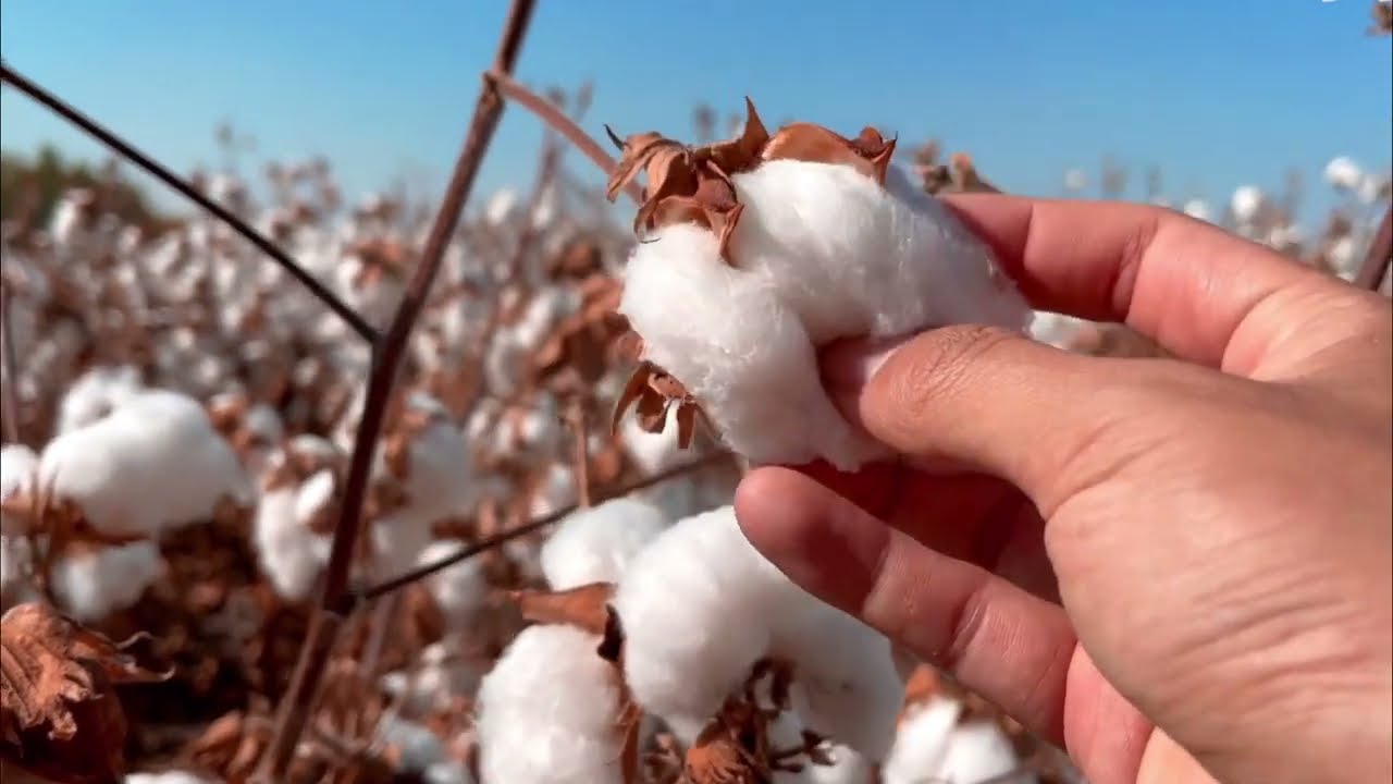 ASMR Cotton Picking ☁️