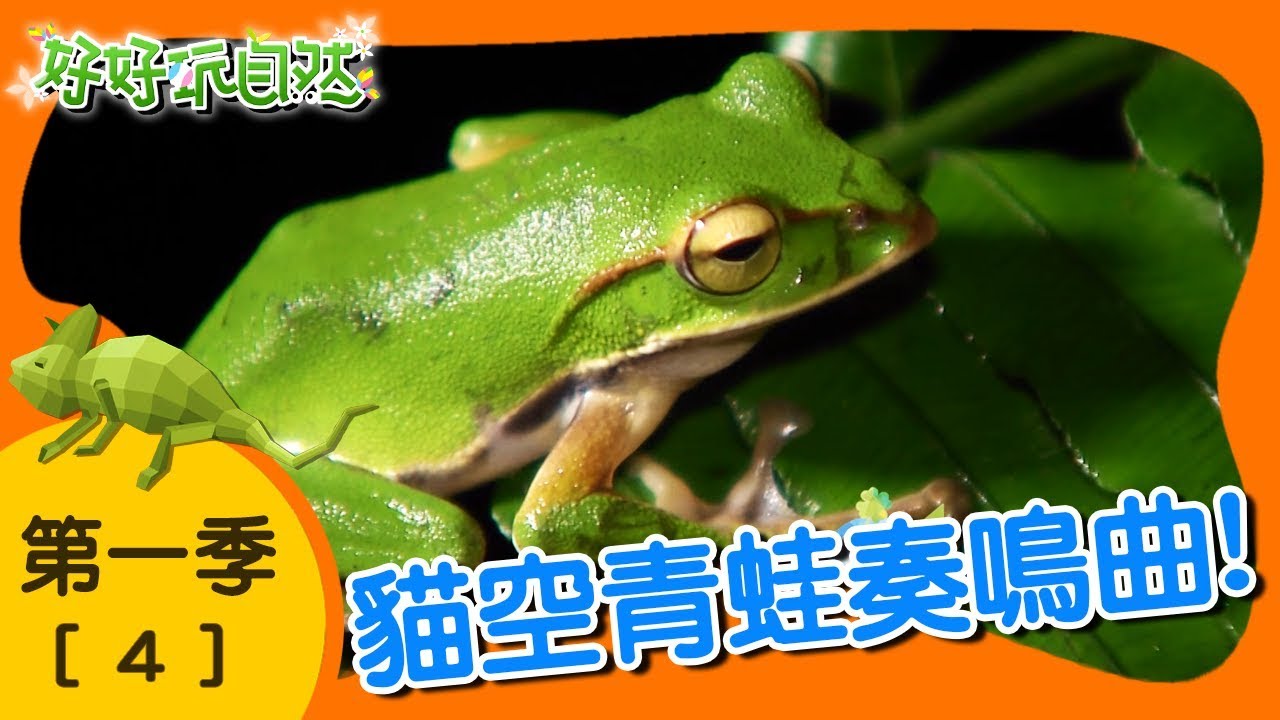 【好好玩自然】小樹蛙的ㄧ生！翡翠樹蛙 雨傘節｜第4集_第ㄧ季｜文山區貓空｜柳丁哥哥 阿峰老師｜生態探索｜YOYO