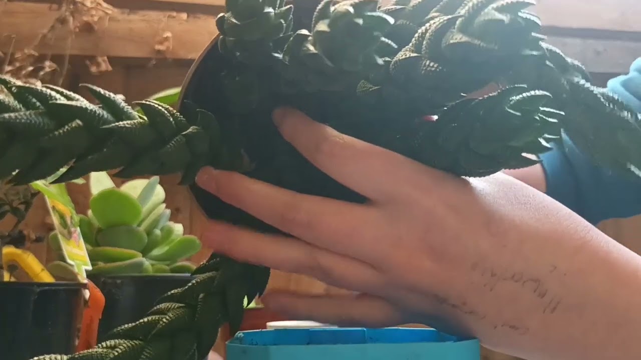 haworthiopsis coarctata [ Crowded haworthia ]