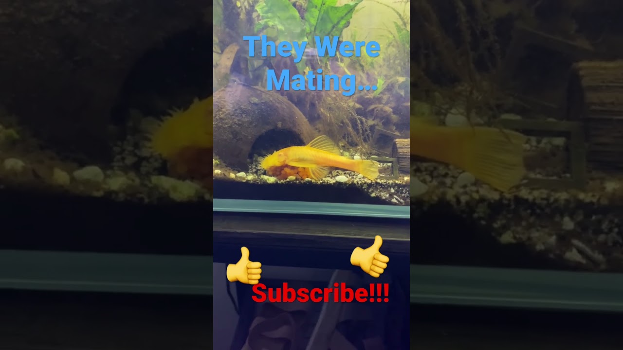 First Pleco Eggs!!! #pnw #pleco #breeding #viral #outdoors #litts
