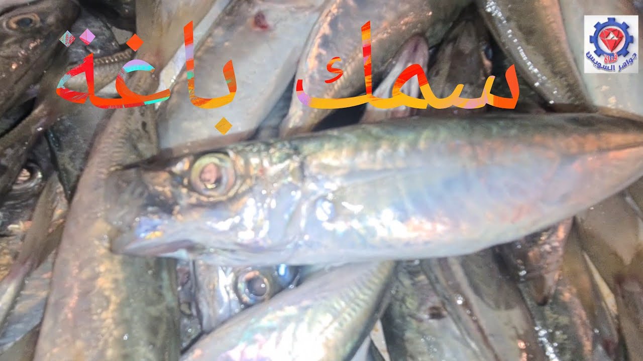 @ صيد الكشافات الضوئية (الشانشولا) الباغة والسردين السويسي.