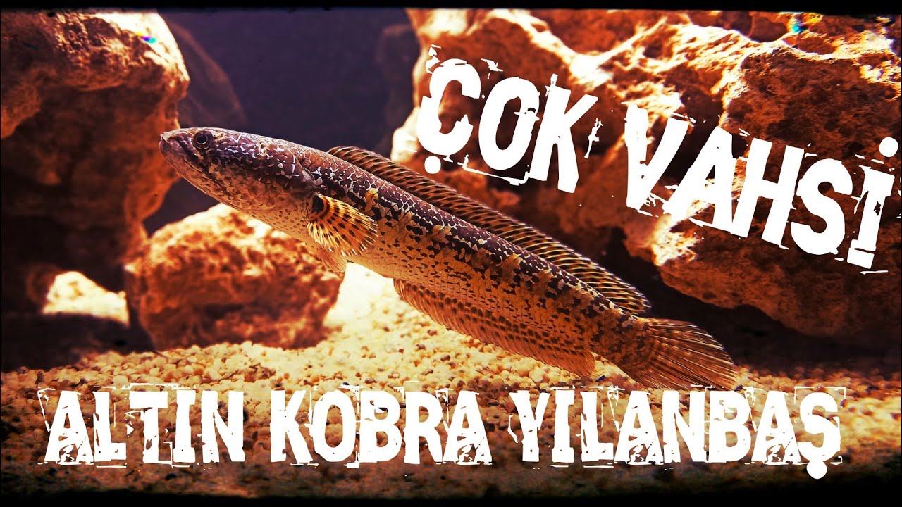 Altın Kobra Yılanbaş Canavar Balıklar 5. Bölüm #channa #akvaryum #monster #yeni