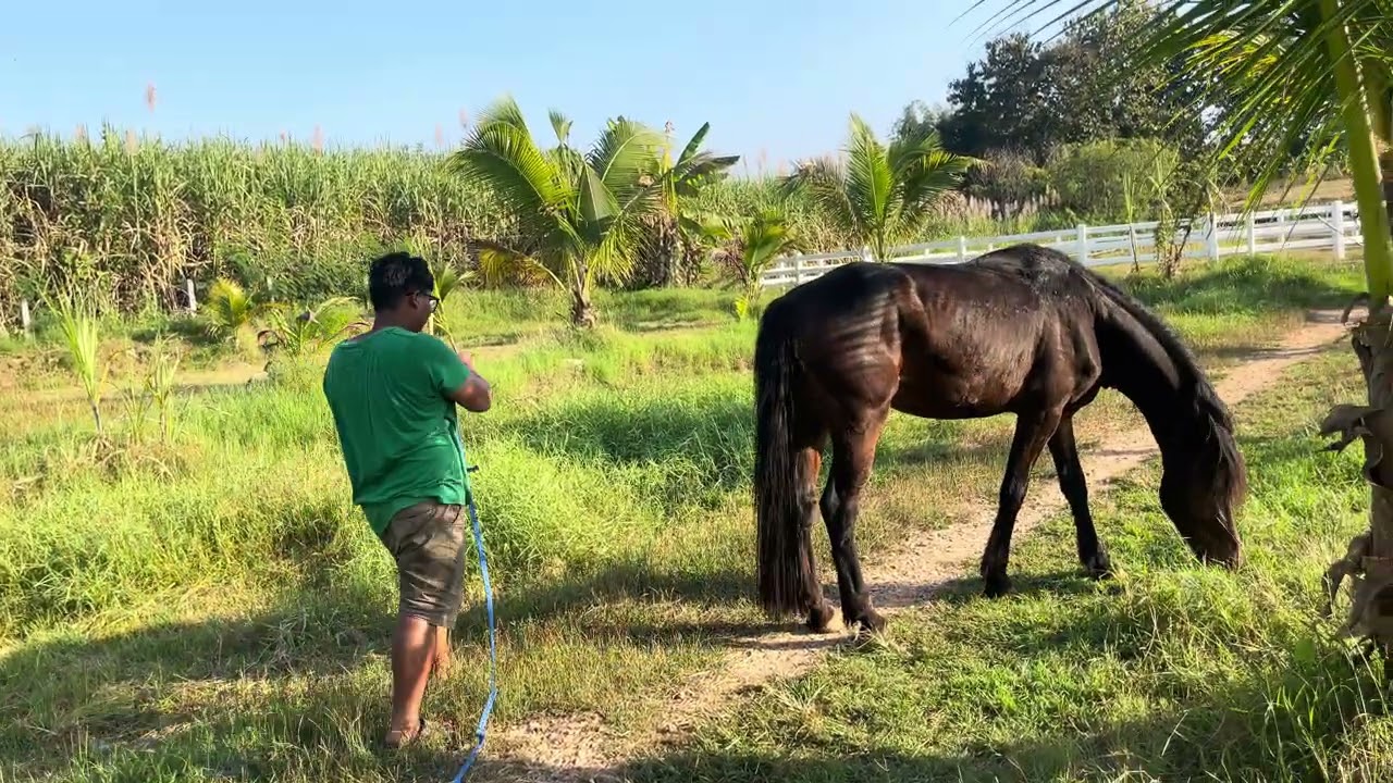 ม้าลองคนงานใหม่ ยืนให้ใส่ขลุมนิ่งๆ ม้าแข่ง ฟรีเชี่ยน มัจฉาจอมป่วน Maesot Ep.231