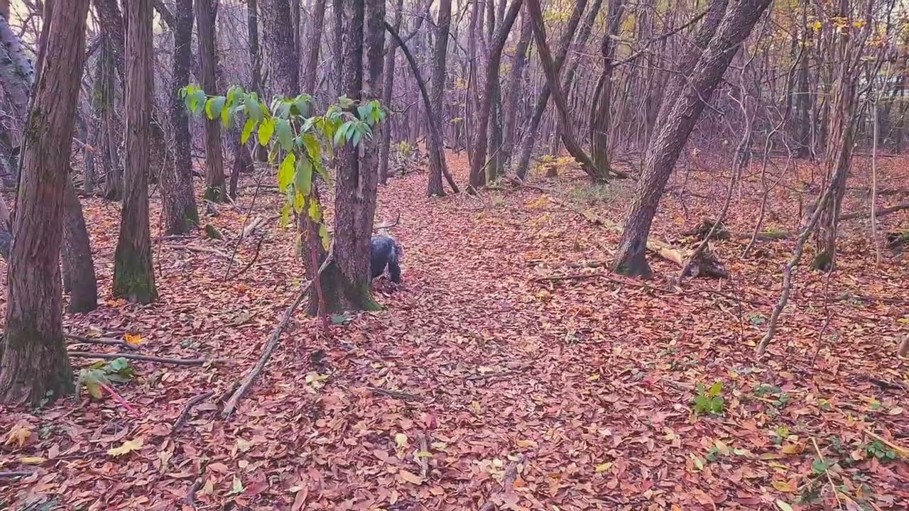 Passeggiata Autunnale nel bosco (con Alex The Cocker)