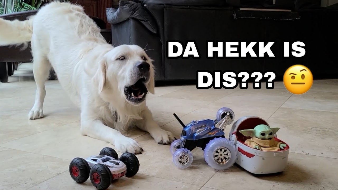 My dog reacts to Baby Yoda and new toys! | Retriever plays with toy cars!