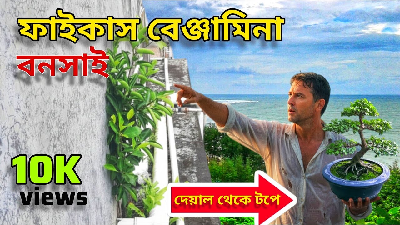 How To Make Ficus Benjamina Bonsai ?  || ফাইকাস বেঞ্জামিনা বনসাই #ficusbenjamina #bonsai #bonsaitree