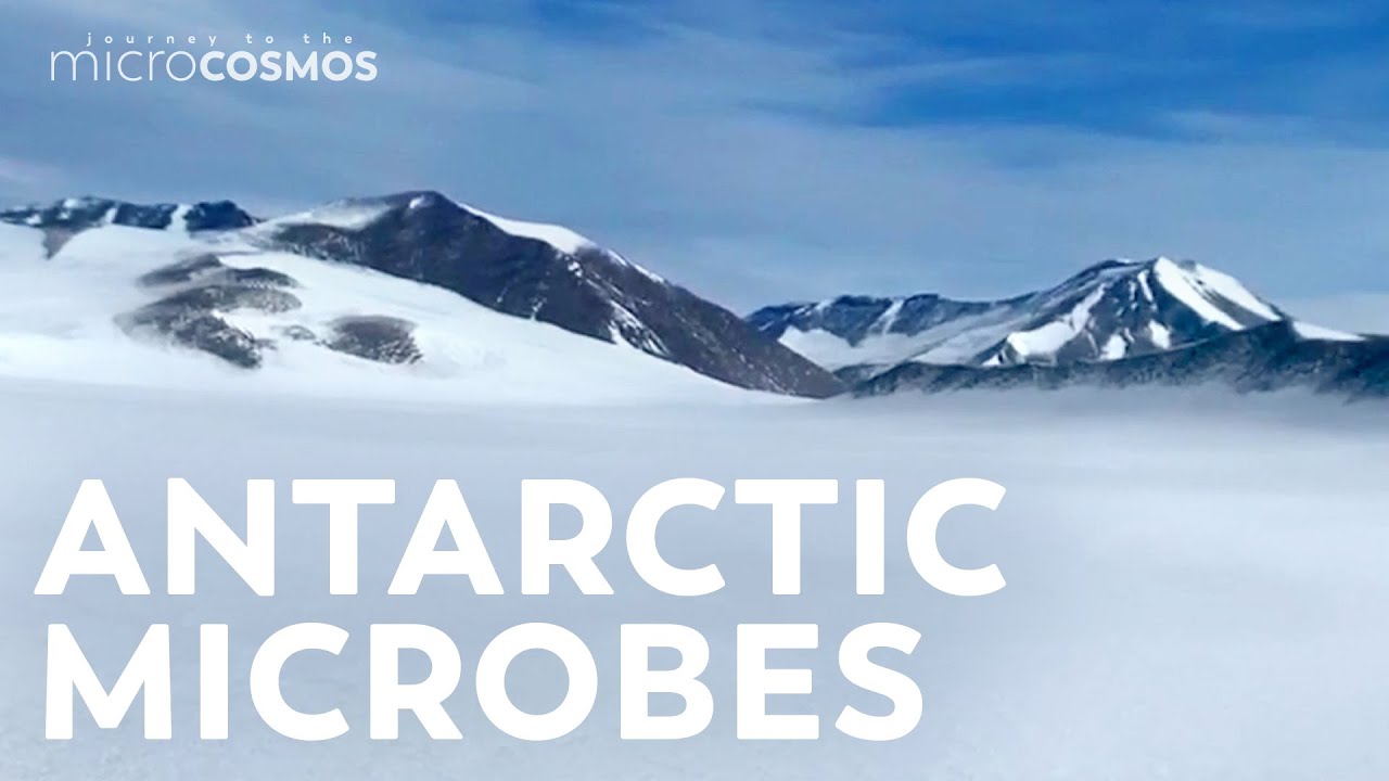 Microbe Hunting in Antarctica