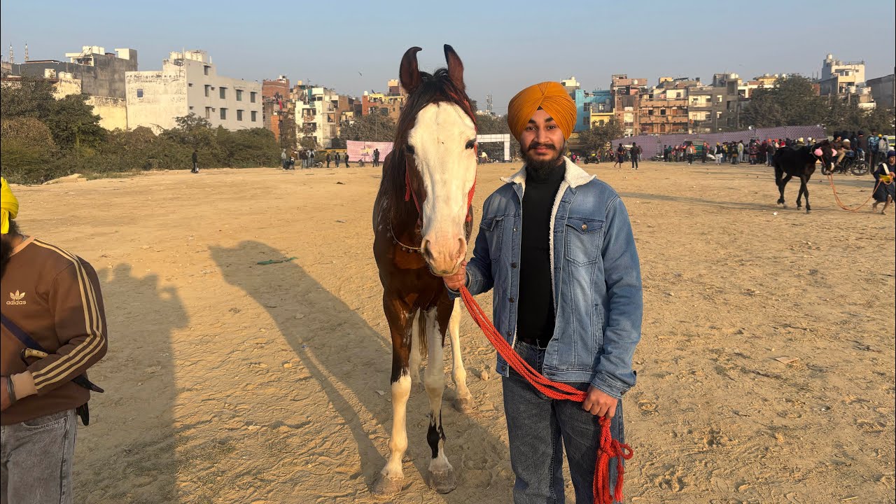 ਘੋੜ ਦੌੜ/// 