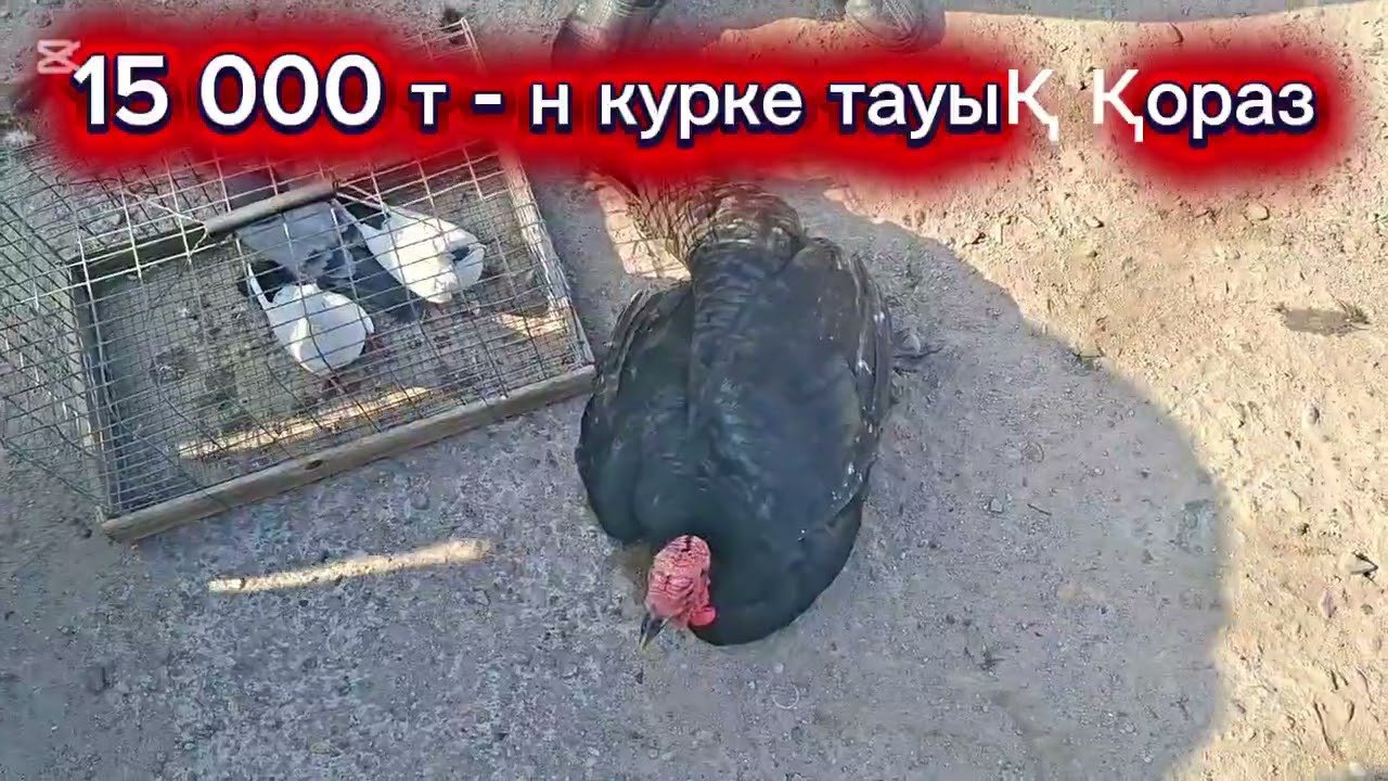 22.02.26.Сарыағаш.Жібек жолы құс базары.Тауықтар,курке тауықтар,қаздар,уйректер,цысаркалар,бөденелер