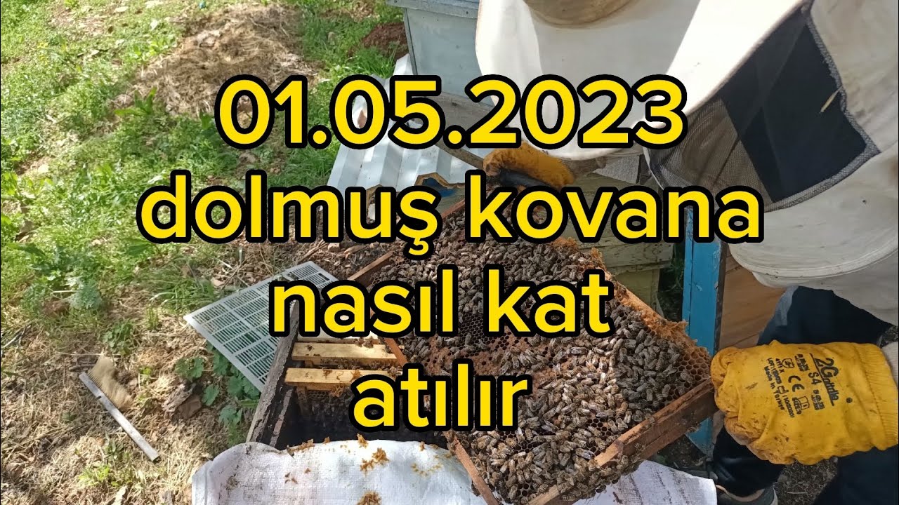 Arıya kat atma kata hangi çıta alınır #arıcılık #beekeeping #aricilik
