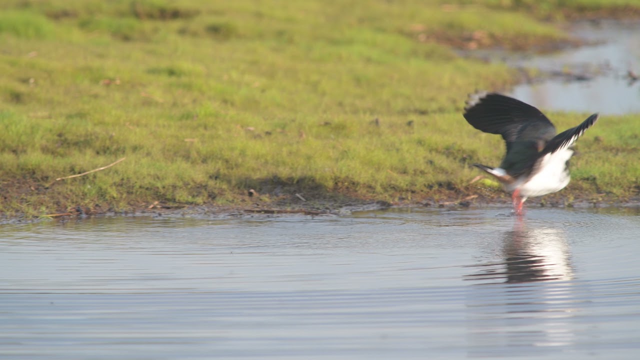 Northern Lapwing