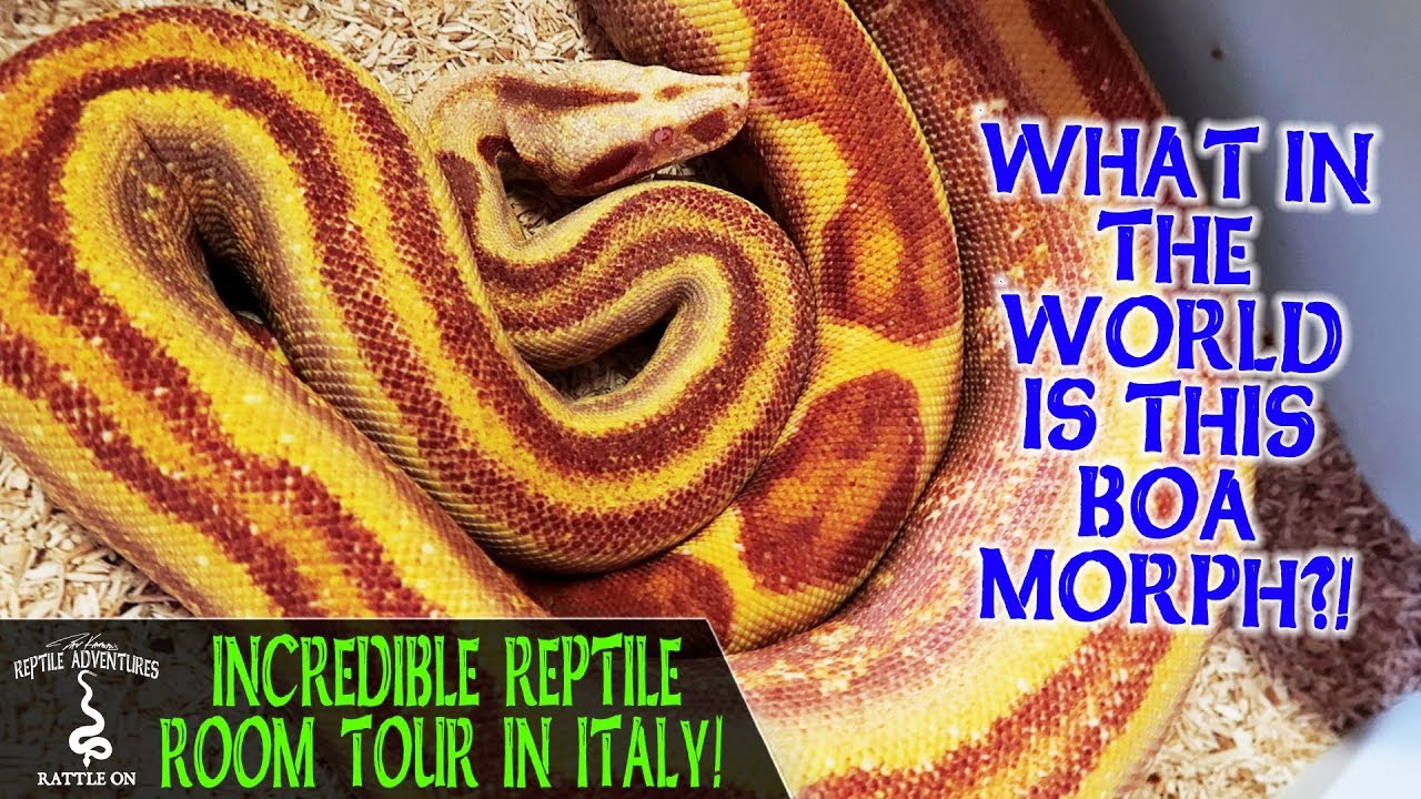 INCREDIBLE REPTILE ROOM TOUR IN ITALY! (Enrico Marconato, Boa Line)