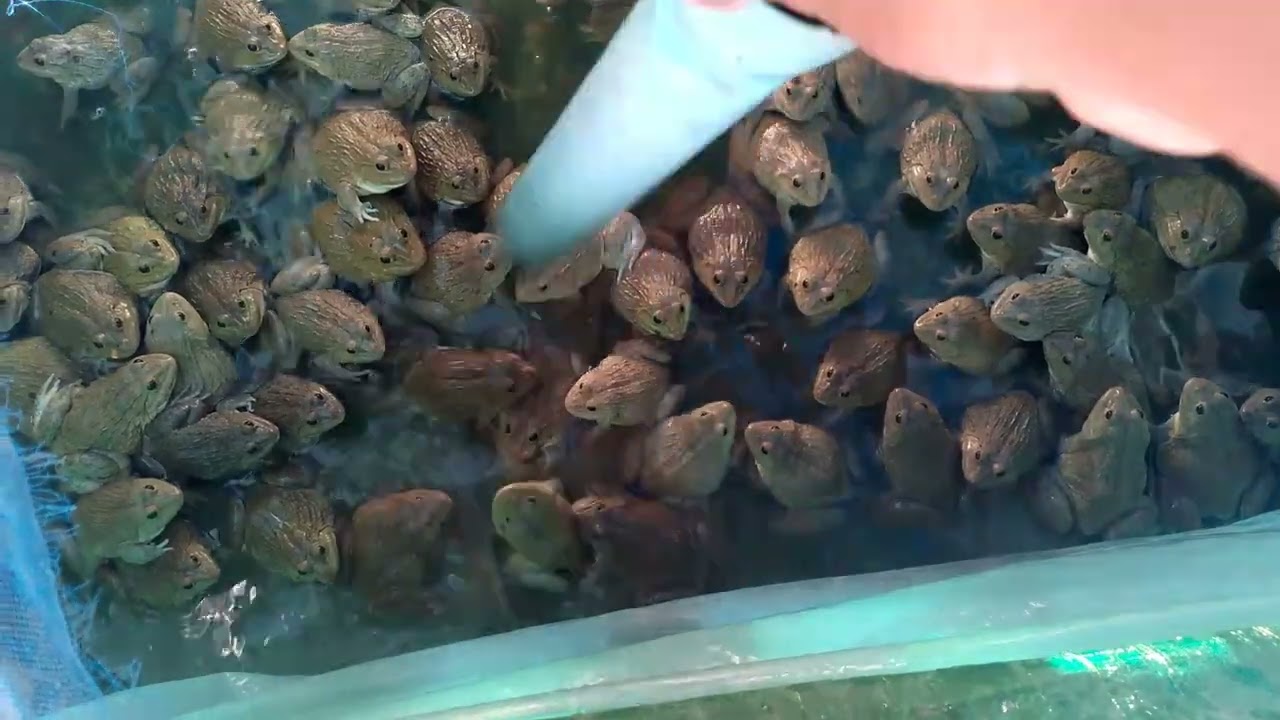 Take it to the water to play with the frogs.#frog #Taing Chun