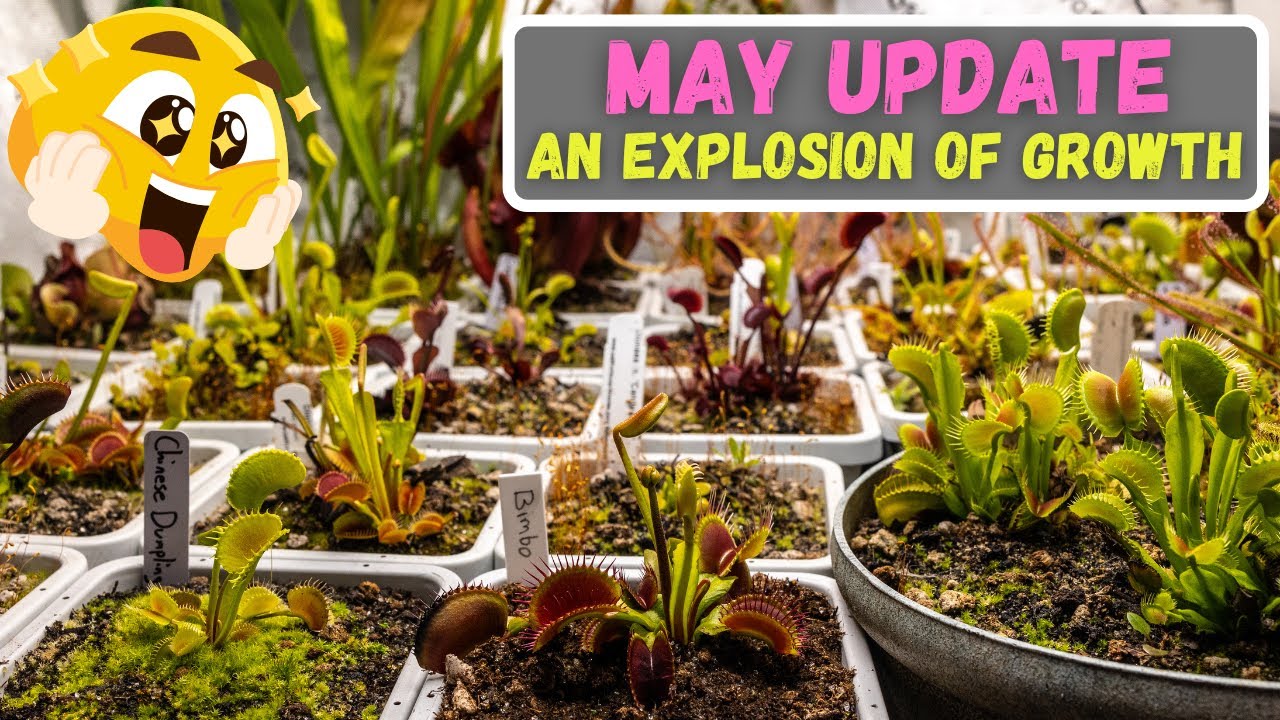 An Explosion Of Growth! - May Venus Flytrap & Sarracenia Pitcher Plant Update
