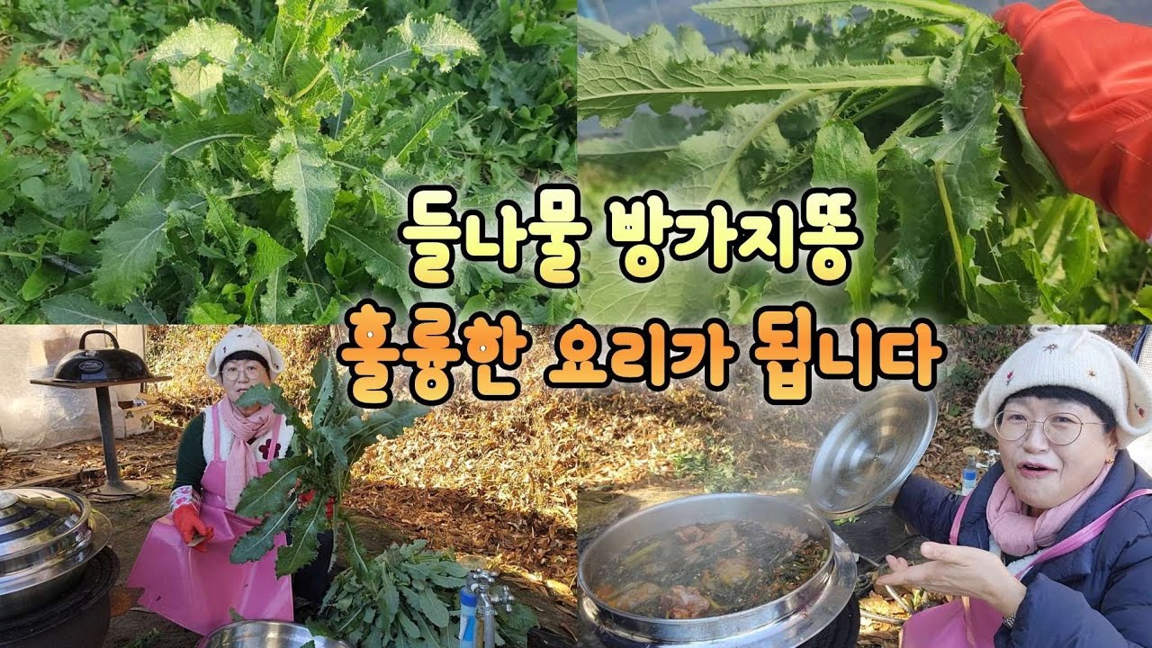 어마무시한 들나물 방가지똥을 아시나요 방가지똥으로 푸짐한 요리합니다