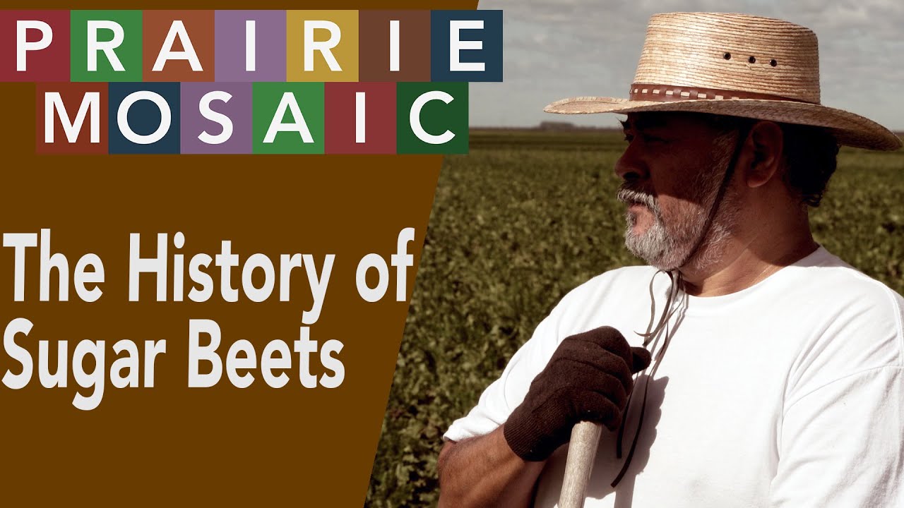 The History of Sugar Beets