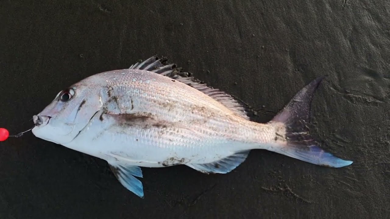 Bait LAUNCHER Fishing on the West Coast   SNAPPER Catch