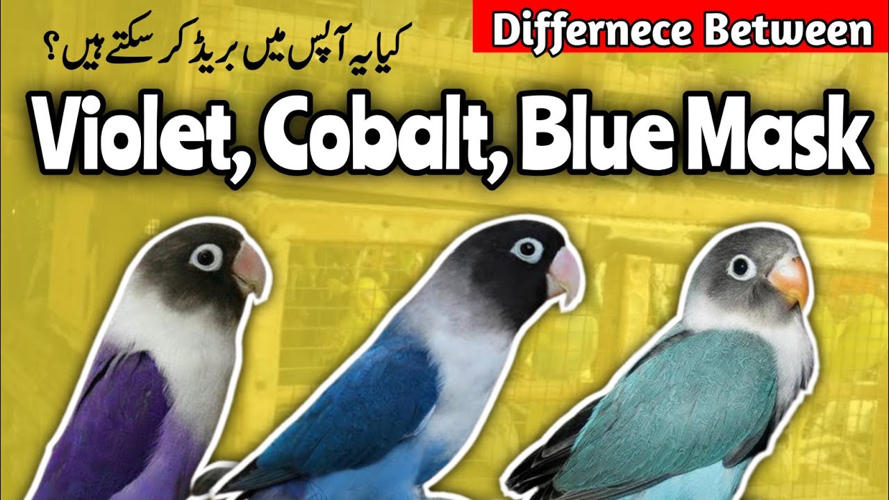 difference between, Blue mask, Violet personata and cobalt lovebird