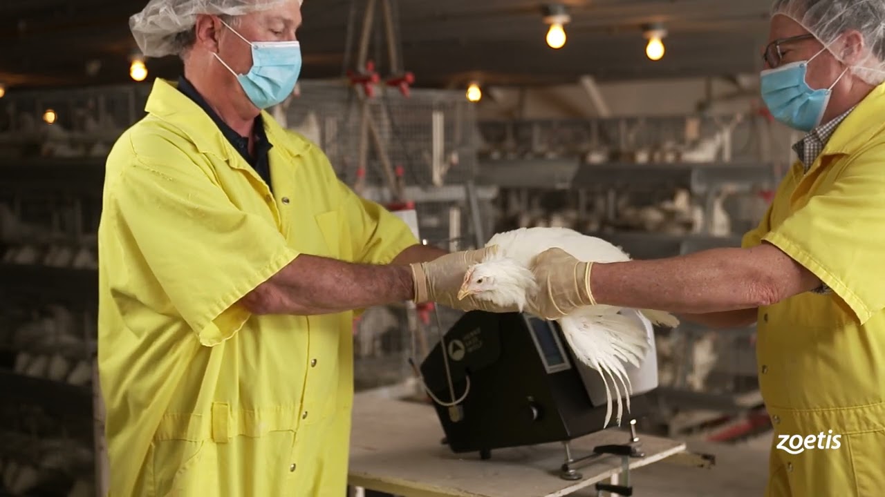 Double Breast Vaccinator (DBV) Field Operation Video, SPANISH