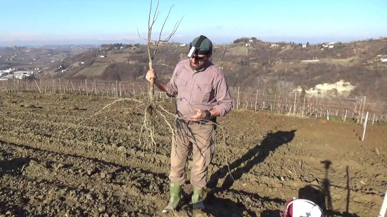messa a dimora piante di nocciolo innestate e micorrizazione