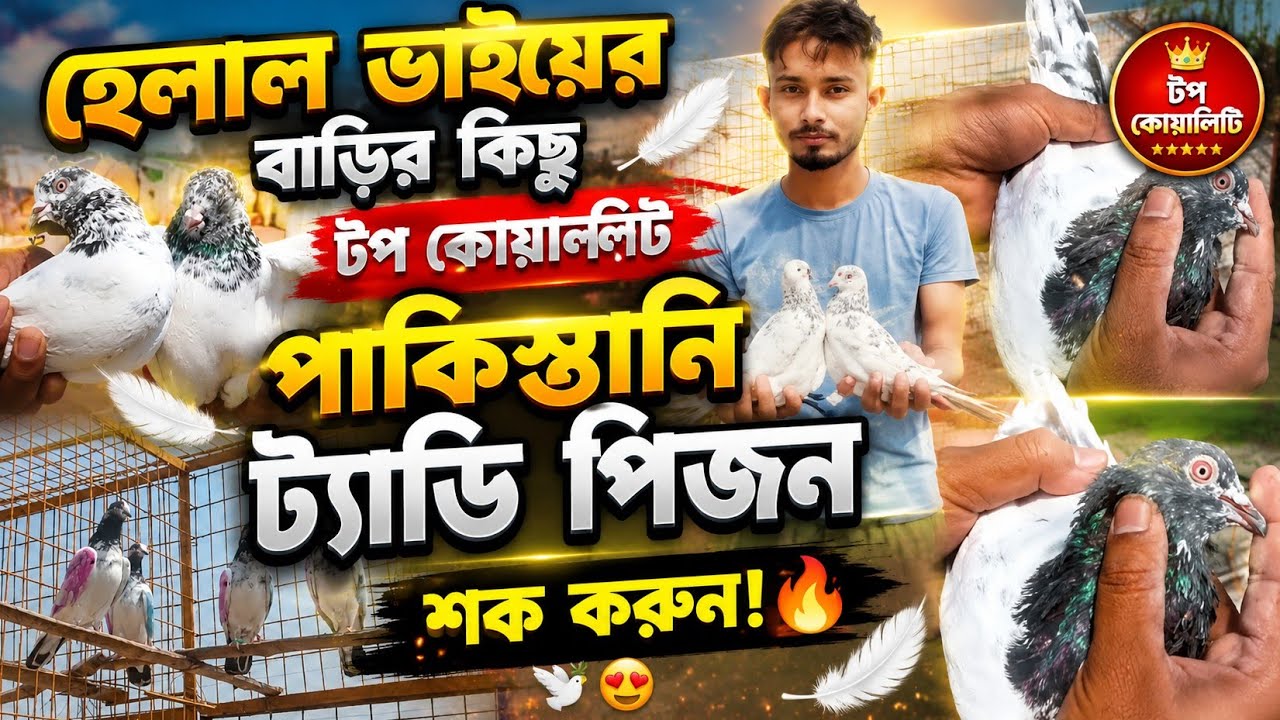 Helal bhaier Kichu top quality Pakistani pigeon 🕊️🔥 হেলাল ভাইয়ের পাকিস্তানি টেডি কবুতর #pigeonlaver