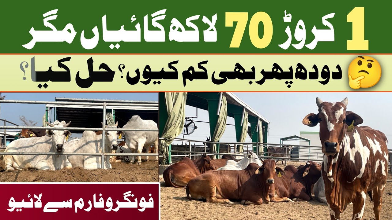 Fongrow Farm Mein Faisla Ho Gaya 😲 |💧 Zyada Doodh Kis Ka?