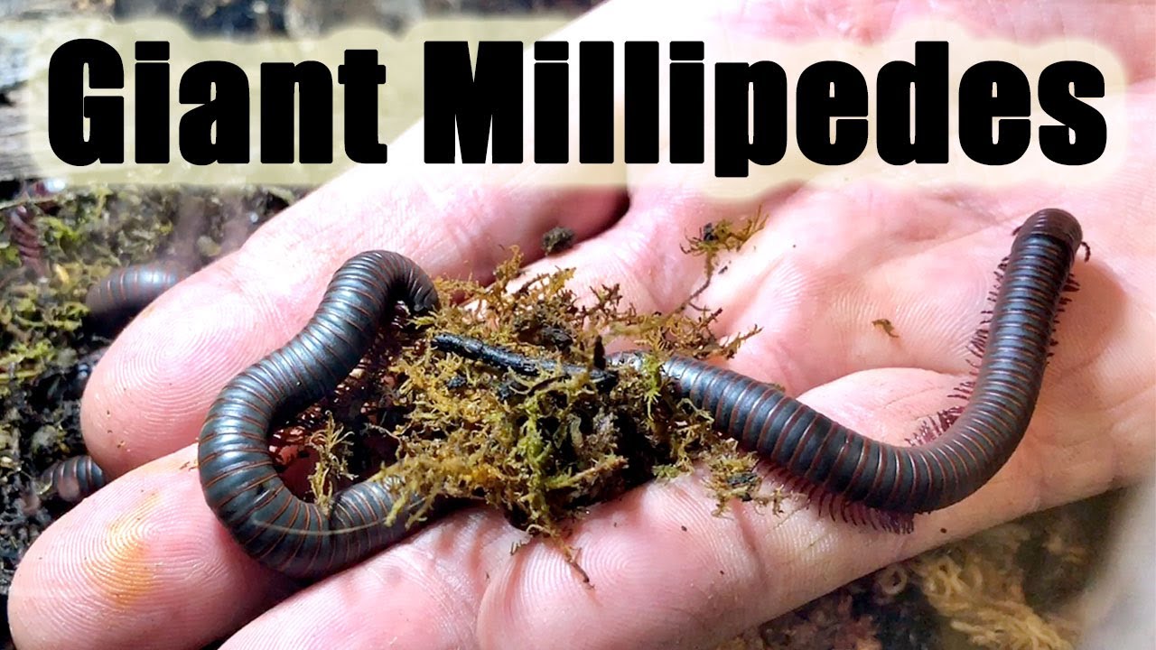 North American Giant Millipedes: Narceus americanus. Their care and culture