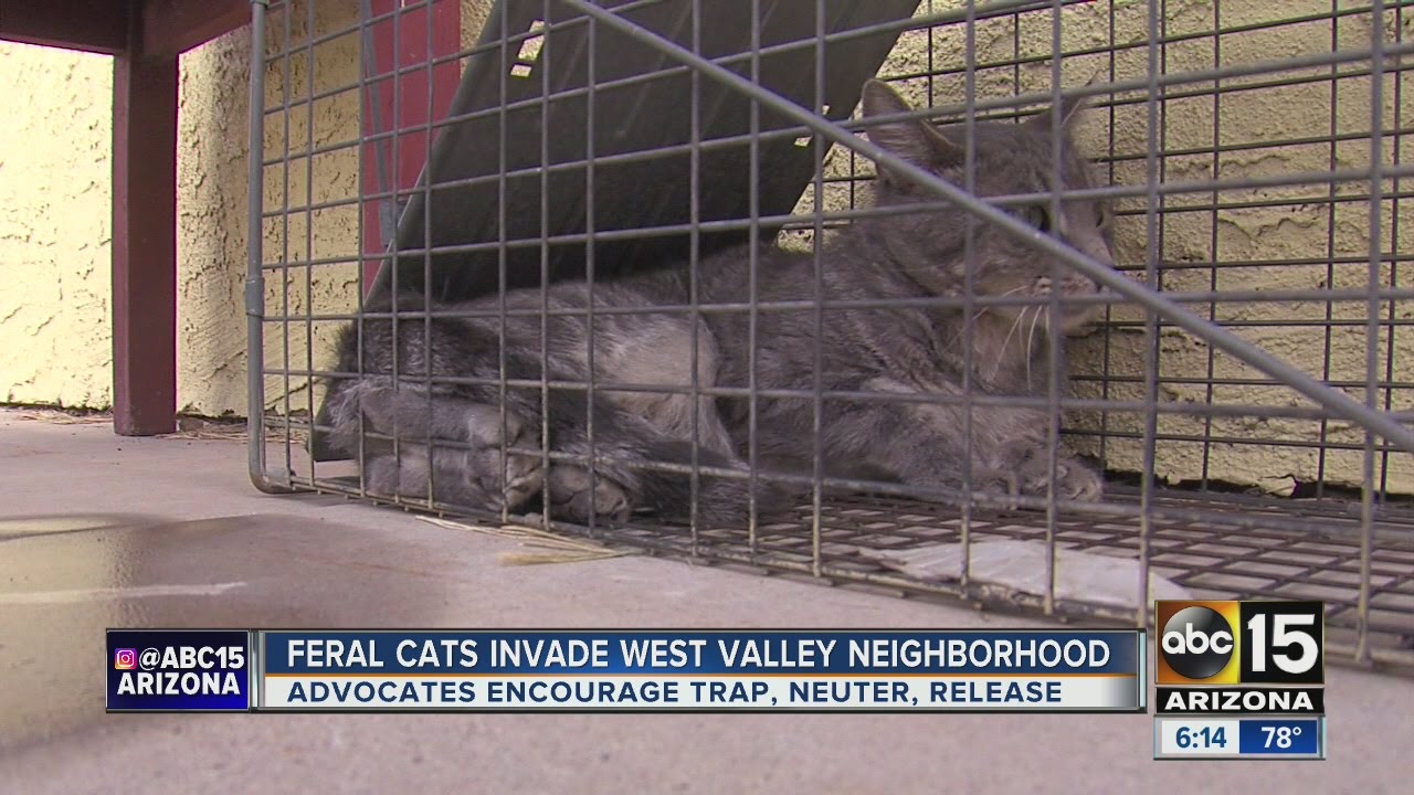 Man sets up traps to catch feral cats