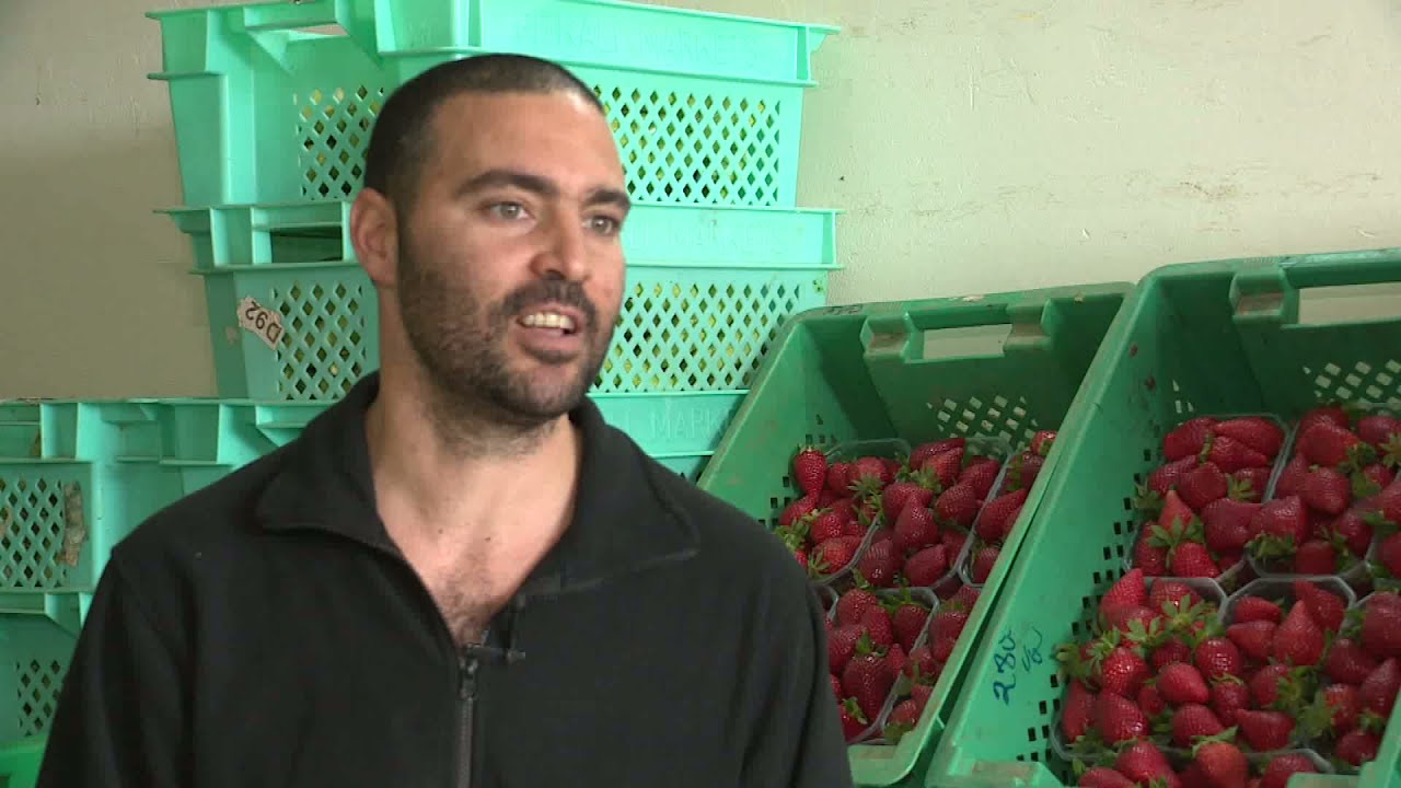 Strawberry Farming in Mgarr Part 2