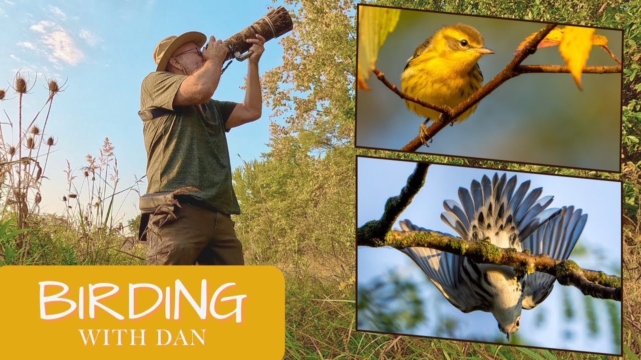 Warbler Explosion!  Fall Migration Activity is HOT!