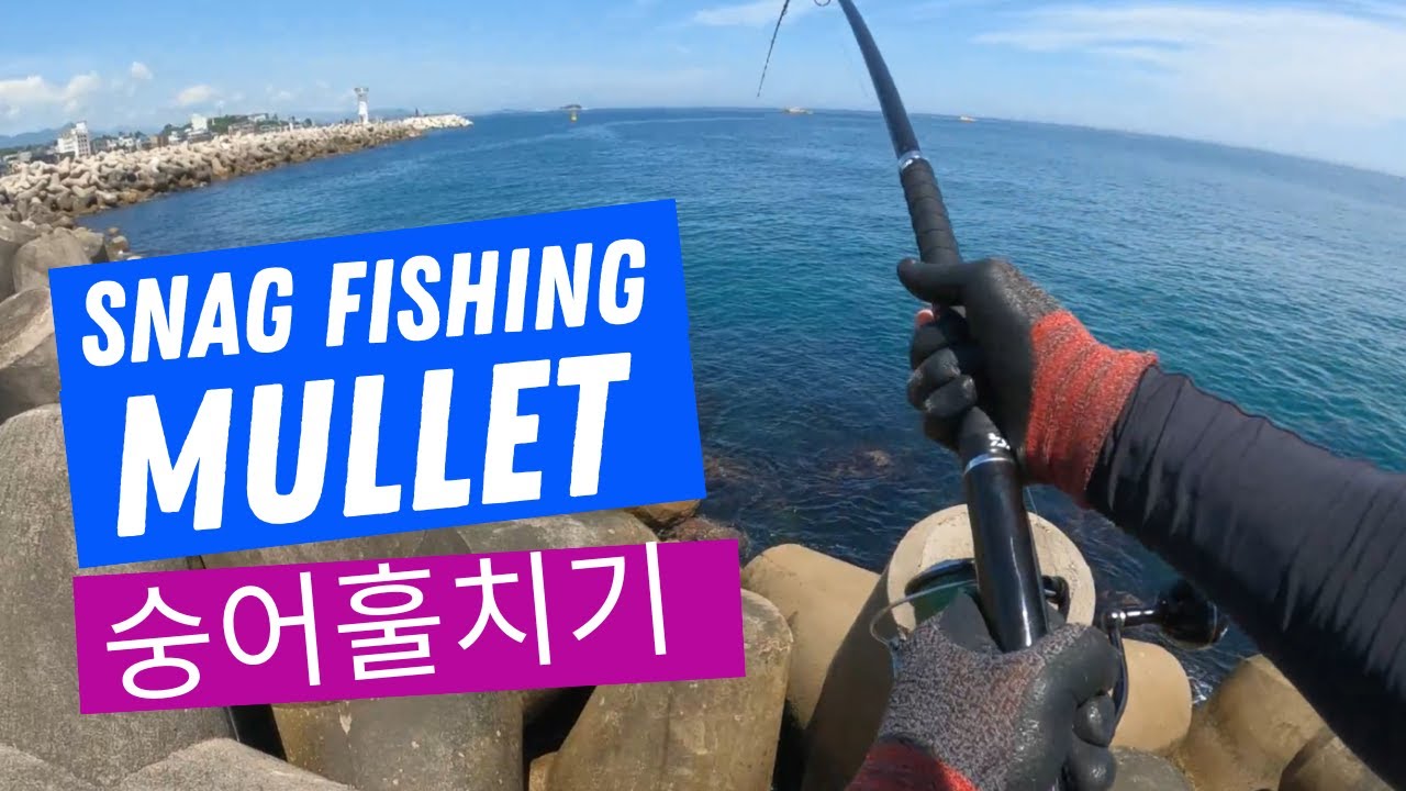 Snag Fishing for Mullet in Sokcho, South Korea (숭어 훌치기)