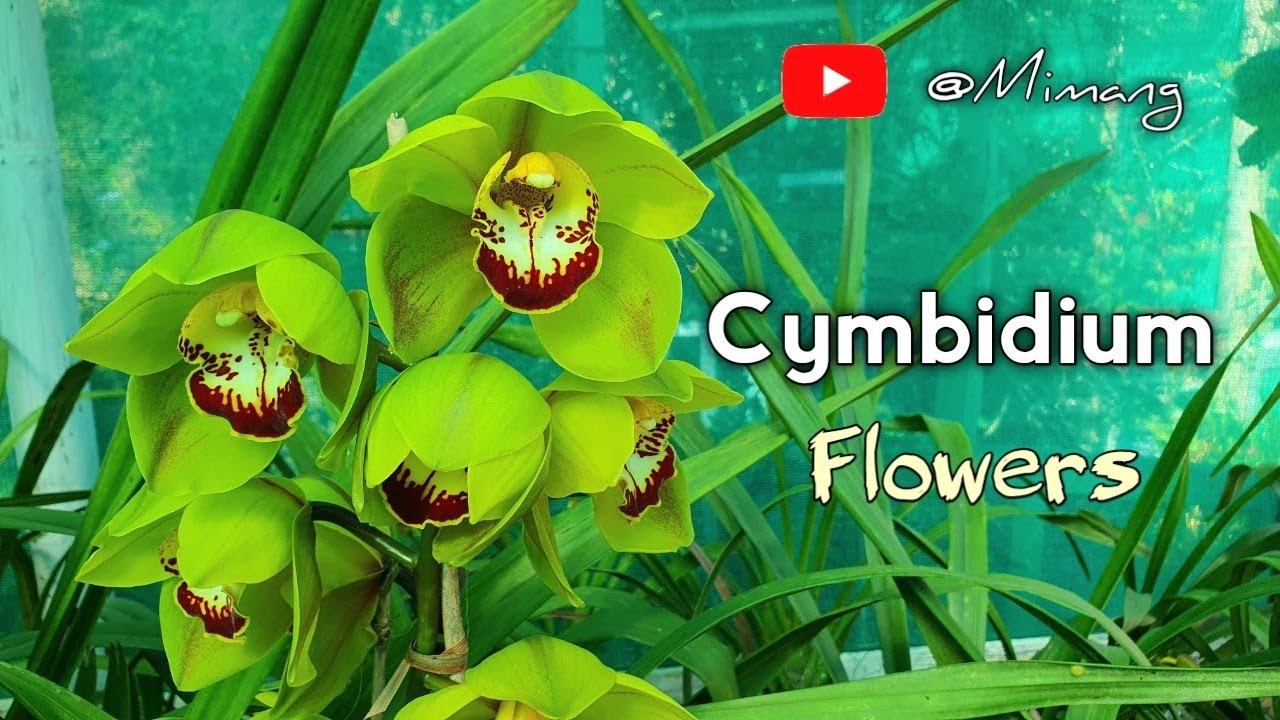 Cymbidium Flowers / Orchid Flowers // Mimang Vlog !
