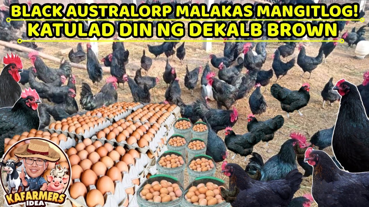BLACK AUSTRALORO CHICKEN MALAKAS MANGITLOG KATULAD DIN NG DEKALB BROWN